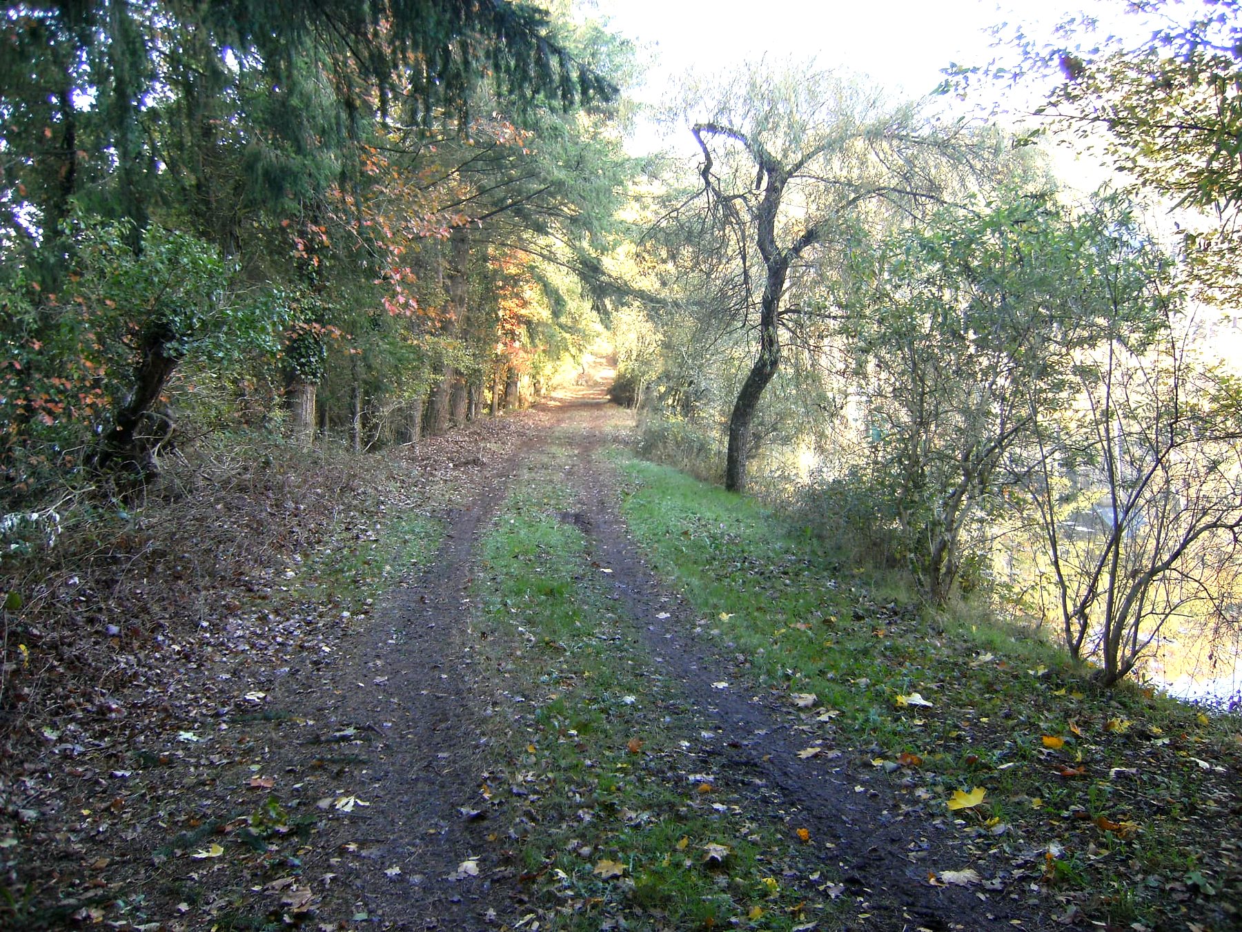 Chemin forestier privé le long de l'étang — propriété avec étang et forêt à vendre en Charente
